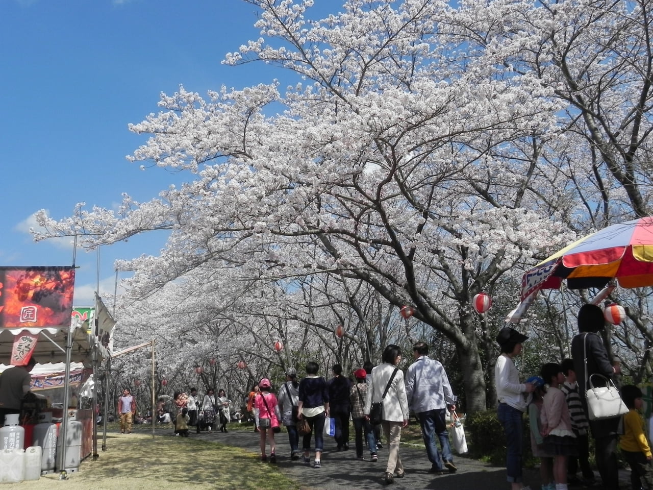 sakuramatsuri1.jpg