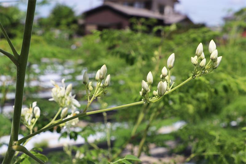 百花(モリンガ)の花言葉ご存知ですか?