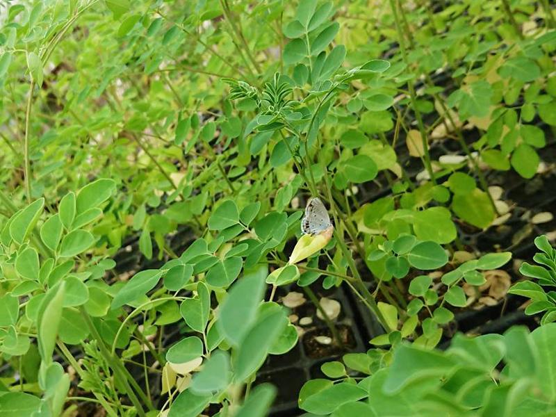 広く自由な農地(せかい)へ