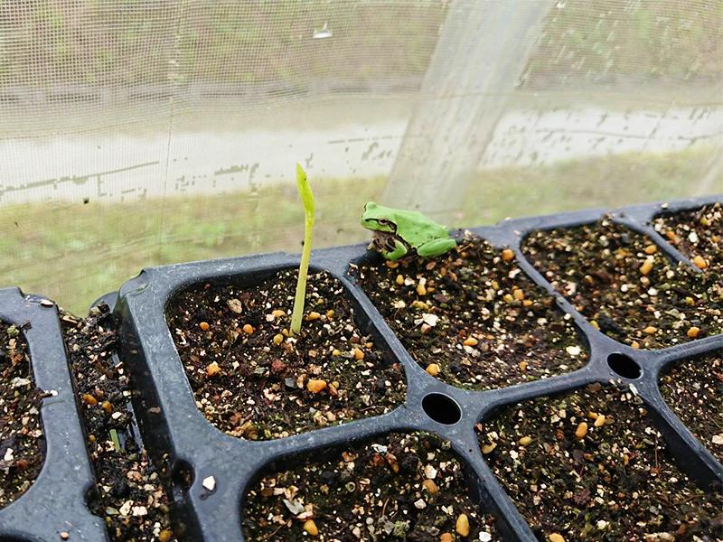 百花の苔と雨蛙くん♪