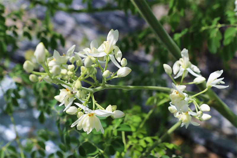 百花(モリンガ)の花言葉ご存知ですか?