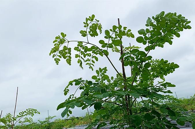 「姫路モリンガ」定植から40日あまり