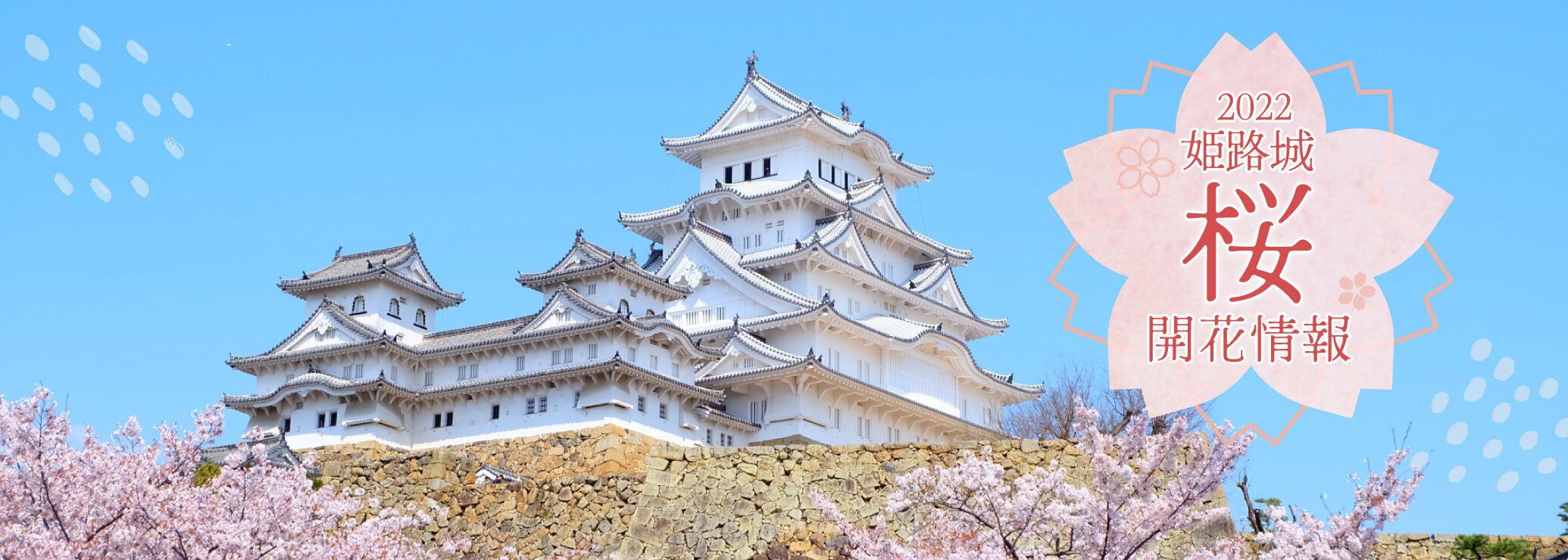 22 4 7更新 花見の名所 姫路城 桜の最新開花情報をお届け 見頃は 撮影スポットは みつけて播磨情報サイト 姫路みたい