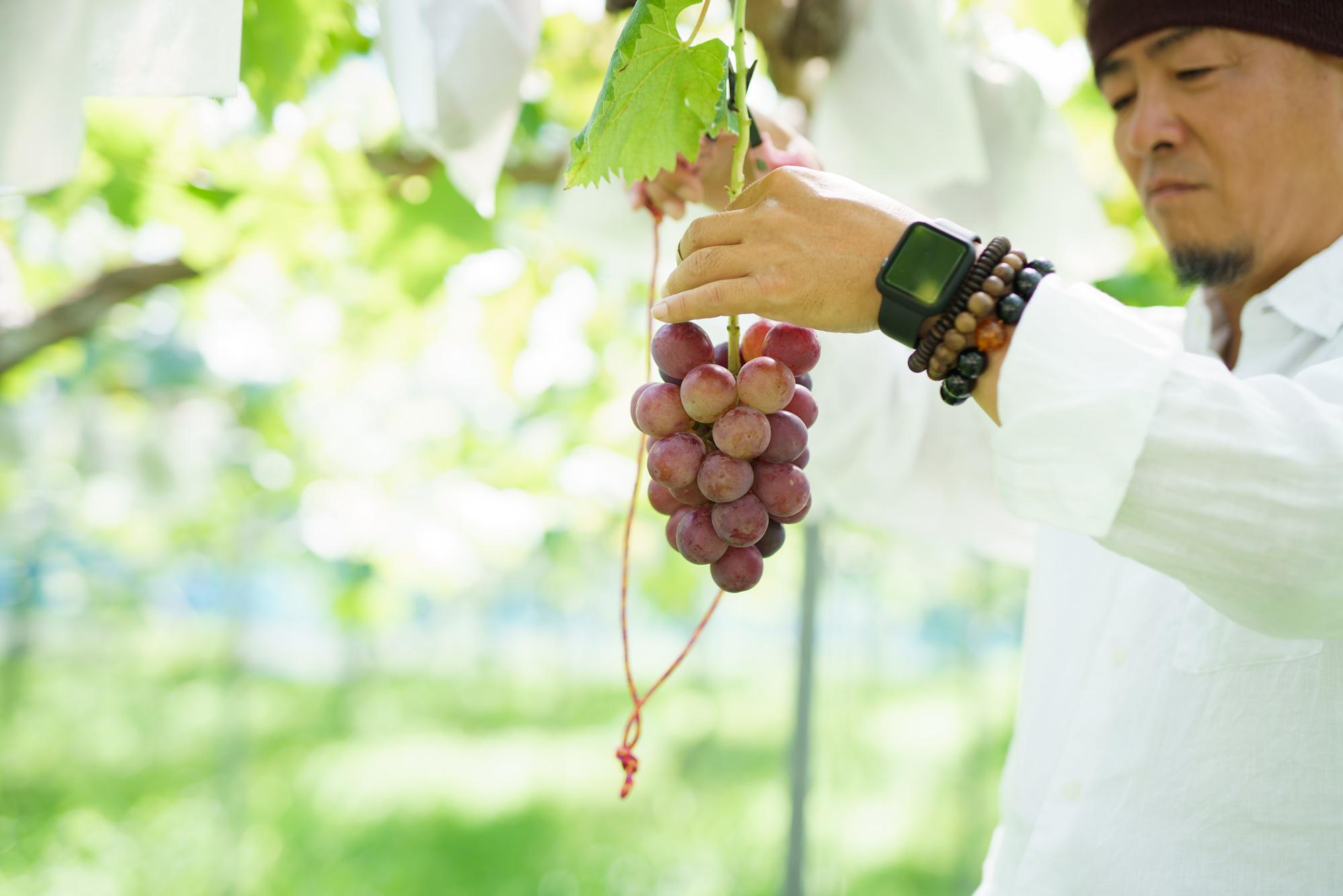 【西播磨フードセレクション】ツクリビト連載インタビュー生産者Vol.07 しらはた農園MOTOの『Most』