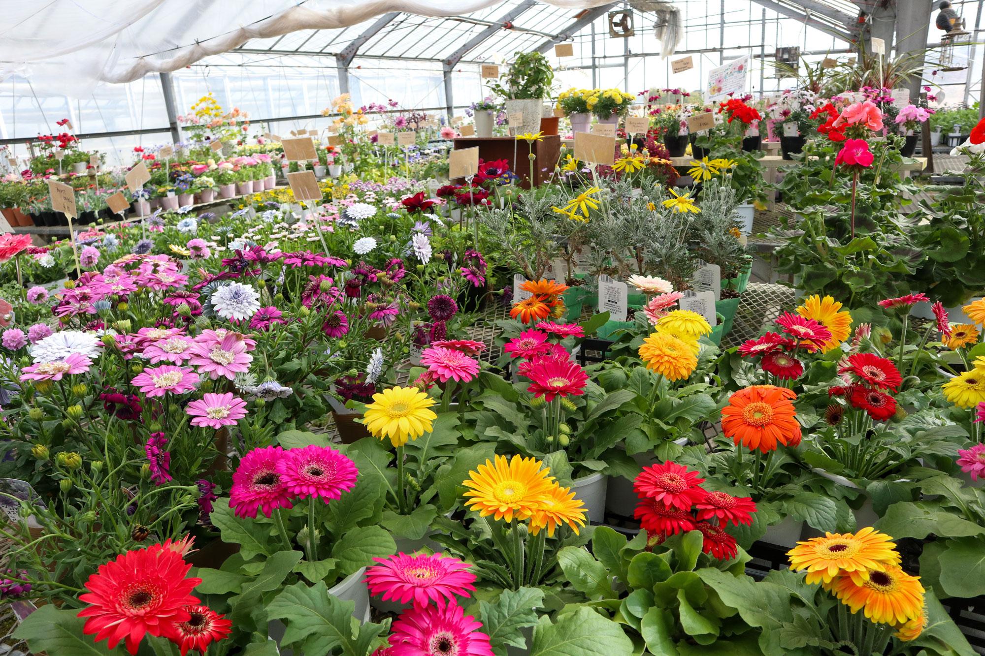 もりあん花の店 