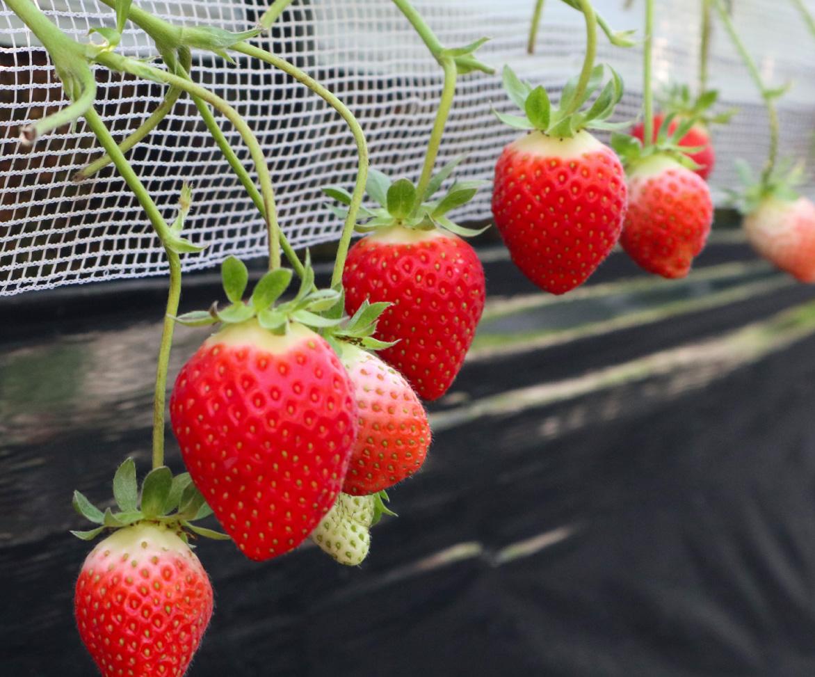 姫路ハートフル観光農園「イチゴ狩り無料券」